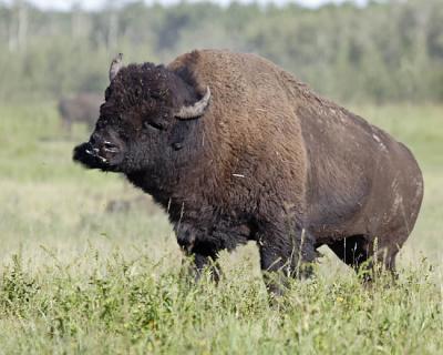 bison 8433