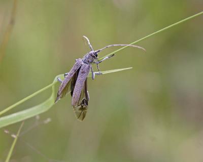 poplar borer 9272