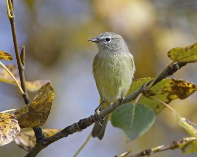 orange-crowned warbler 1832