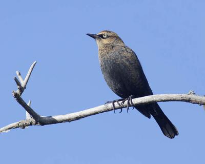 rusty blackbird 2119