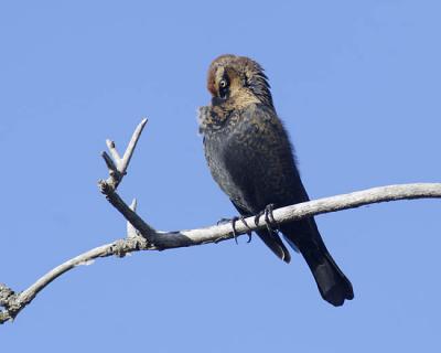 rusty blackbird 2142