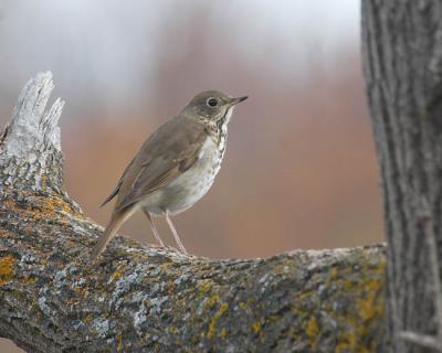 hermit thrush 2570