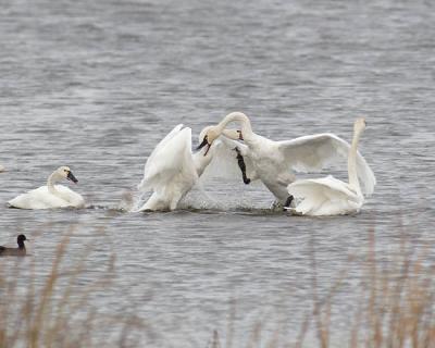tundra swans 3088
