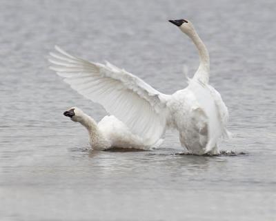 tundra swans 3299