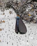 Virginia Cteneucha moth 2922