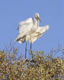 great egret 1979