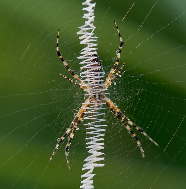 Argiope