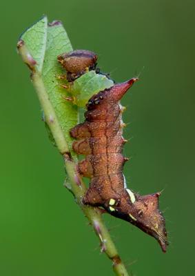 Unicorn Caterpillar
