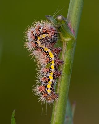 Smeared Dagger Caterpillar