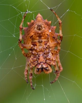 Crab Spider