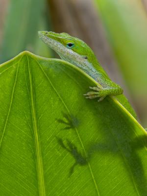 Anole on Leaf