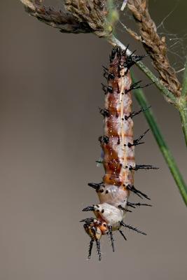 Gulf Fritiliary Caterpillar