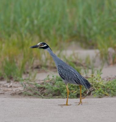 Yellow Crown Night Heron