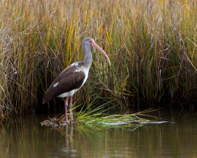 Ibis