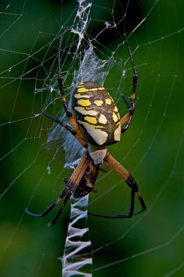 Argiope with Prey