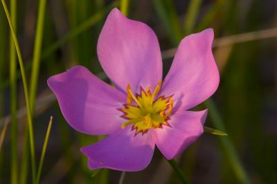 Salt Marsh Pink