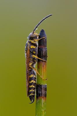 Five Banded Tiphiid Wasp