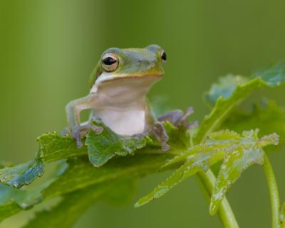 Frog Salad