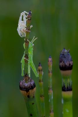 Grasshopper Instar