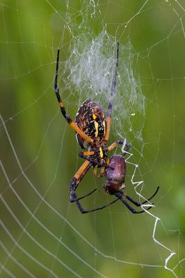 Argiope with Junebug