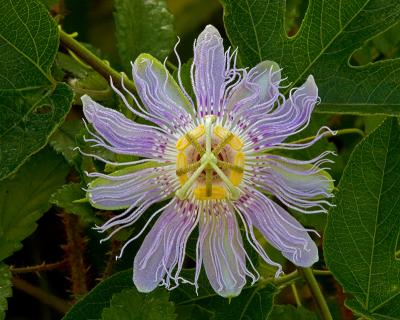 Passion Flower