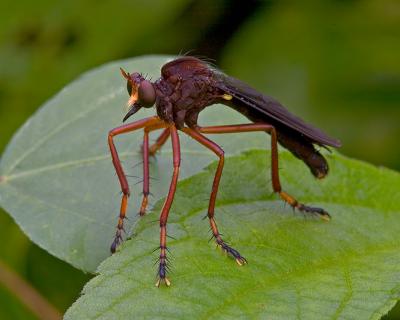 Robberfly