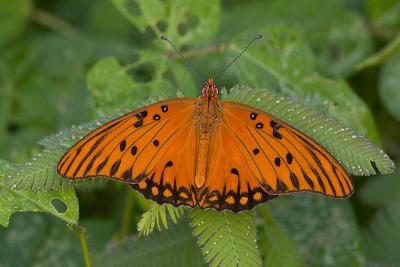 Gulf Fritilliary