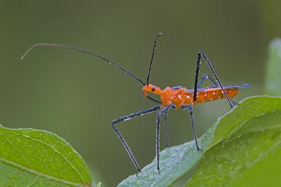 Assassin Bugs