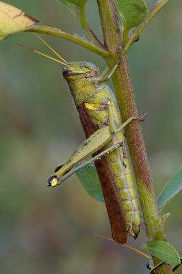 Grasshopper