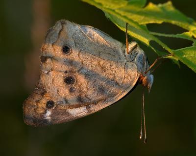 Buckeye