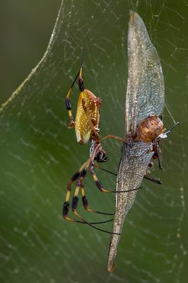 Golden Silk Spider with Prey