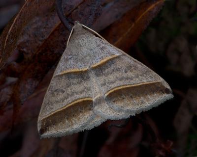 Moth (unknown)