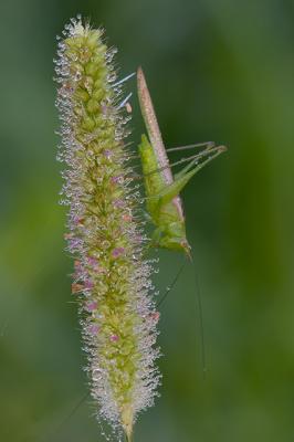Grasshopper on Seedhead