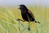 Redwing Blackbird