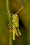 Grasshopper Nymph