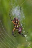 Argiope with Junebug