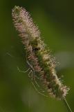 Spider on Seedhead