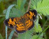 Pearly Crescent Spot