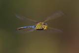 Blue Darner