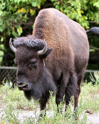 v3/11/512111/3/48370168.Zoo_8x10_13.jpg