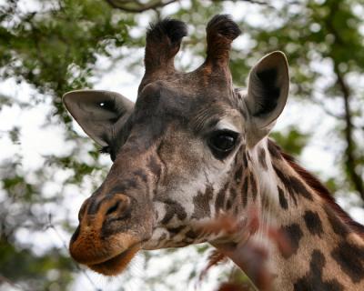 v3/11/512111/3/48370169.Zoo_8x10_31.jpg