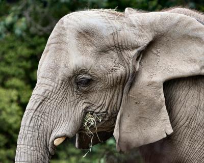 v3/11/512111/3/48370170.Zoo_8x10_41.jpg