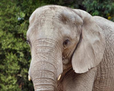 v3/11/512111/3/48370199.Zoo_8x10_51.jpg