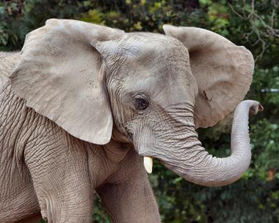 v3/11/512111/3/48370202.Zoo_8x10_76.jpg