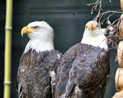v3/11/512111/3/48370203.Zoo_8x10_66.jpg