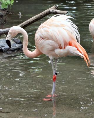 v3/11/512111/3/48370204.Zoo_8x10_88.jpg
