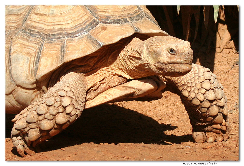 Turtle, Bestfoto, Azcolt