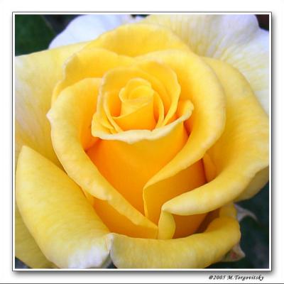 Yellow Rose, PictureOfTheDay