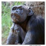 Thinking hard, DigicamPlus, BestFoto