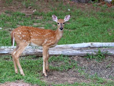 Lookin' Out My Backdoor